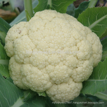 CF70 Genius 70 days medium maturity hybrid white cauliflower seeds